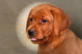 During the early 1900s, the lab made its way back to north america, and was officially recognized by the american kennel club (akc) in 1913. Puppy Labrador Retriever Fox Red Cuteanimals
