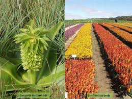 Image result for Hyacinthaceae