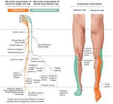 Peripheral Nervous System Spinal Nerves And Plexuses