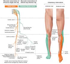 Peripheral Nervous System Spinal Nerves And Plexuses