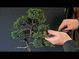There are some juniper bonsai over Pruning Techniques For Juniper Youtube