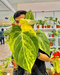 Image result for Cyanastrum