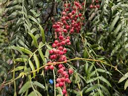 Image result for Schinus molle