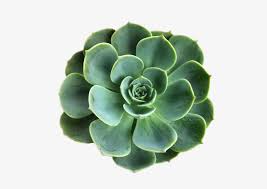 1920x1080 laptop tumblr hipster wallpapers full hd perfect wallpaper backgrounds on other 1920x1080 laptop backgrounds pictures hd background wallpapers free amazing tablet smart phone. Laptop Backgrounds Laptop Wallpaper Tumblr Wallpaper Succulent With Transparent Background 500x500 Png Download Pngkit