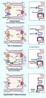 Physiologie Absorptionsprozesse Darm Physiologie Anatomie Und Physiologie Pharmazie Studium