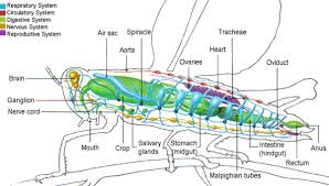 Diagram Of The Internal Anatomy Of A Typical Insect Insect Anatomy Anatomy Anatomy Images