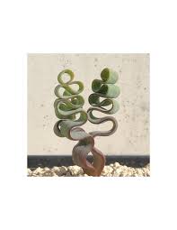 Image result for Trachyandra burkei