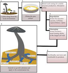We'll walk you through each step, from choosing the right soil to caring for your cacti at each stage of their life. The Amazing Potential Of Fungi 50 Ways We Can Exploit Fungi Industrially Springerlink
