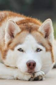 siberian husky sibirya kurdu hayvan kopek