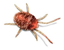 pest identification center termite