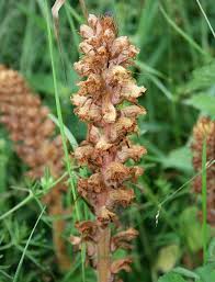 Image result for Orobanche minor