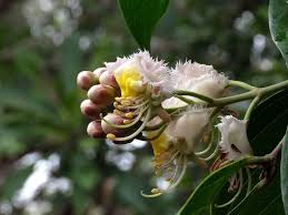 Image result for Hiptage