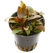The distinctive pink leaves stand out a lot in most aquascapes and works well as tonal contrast to clusters of red plants. Cryptocoryne Beckettii Petchii Pink Pot Aquasabi Aquascaping Shop