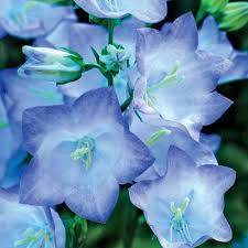 Takion Blue Campanula Blue Bell Flowers Amazing Flowers Flowers Nature
