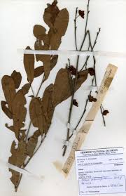 Image result for Ochna schweinfurthiana