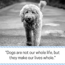 The following loss of dog quotes offer words of sympathy that you can add to a card to let your friend or family member know you care about them and their grief. 30 Quotes About Losing A Dog Dealing With Grief Puppy Leaks