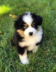 Check spelling or type a new query. Forrest The Blue Eyed Black Tri Australianshepherd