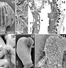 Image result for Canellaceae