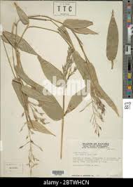 Image result for Olyra latifolia