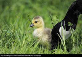 Die kanadagans (branta canadensis) ist eine vogelart aus der familie der entenvögel (anatidae) und gilt als die weltweit am häufigsten vorkommende gans.ihr ursprüngliches verbreitungsgebiet ist nordamerika. Kanadagans Kuken Mit Mutter Stockfoto 2067825 Bildagentur Panthermedia
