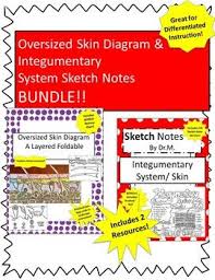 skin diagram foldable sketch notes bundle great for