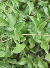 Image result for Jasminum fluminense