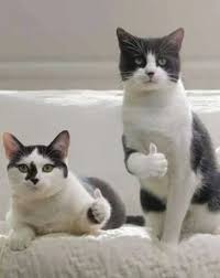 Pin On Funny Animals