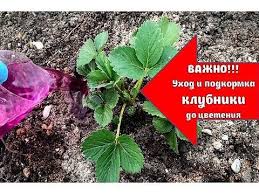 подкормка томатов во время цветения и плодоношения в теплице Posle Podkormki Vesnoj Klubnika Zavalit Vas Urozhaem Uhod I Podkormka Klubniki Do Cveteniya Video Youtube V 2020 G Vyrashivanie Ovoshej Cvetenie Kusty Klubniki