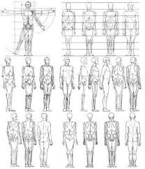 body proportions reference chart in 2019 anatomy drawing