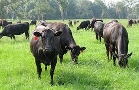 Negli ultimi anni è diventato comune parlare di carne wagyu in italia o, ancora di più, di scopri il motivo del prezzo spesso molto alto della carne wagyu in questo articolo dedicato al motivo del valore di questa carne. Conheca A Vaca Mais Feliz Do Mundo Japao Gastronomia E Cultura