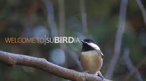 Make Your Yard More Bird Friendly Youtube