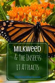 Fascinating Facts About Milkweed And The Insects It Attracts Milkweed Plant Milkweed Pollinator Garden