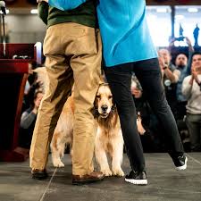 Trump and others say they are concerned about dogs and cats registering to  vote