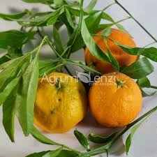 Image result for Citrus reticulata