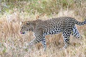 The leopard (panthera pardus) is one of the five extant species in the genus panthera, a member of the cat family, felidae. Leopard Vikipediya