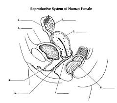 Human Female Reproductive System Diagram In 2020 Female Reproductive Anatomy Reproductive System Female Reproductive System