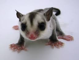 Nh Sugar Gliders Sugar Glider Pets First Sugar Glider Baby