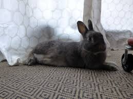 I'm very definitely a woman and i enjoy it. La Dure Vie Du Lapin Urbain Bonnes Resolutions Bonnes Resolutions Animaux Lapin