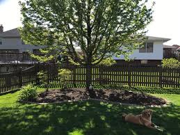 It can be chopped down with an axe, producing wood, sap, possible maple seeds, and possible hardwood (if the player is a lumberjack). Need Advice On Planting Under Maple Tree