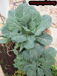 Collard green plants tend to be rather large and need ample room to grow, and can be started by seed or transplant. Collard Greens How To Grow Care