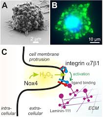 Latest update of 215 euro (eur) exchange rate. Thiol Switches In Membrane Proteins Extracellular Redox Regulation In Cell Biology