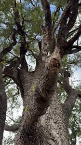 Image result for Combretum imberbe