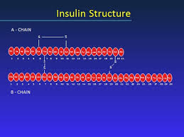 This is because insulin drives protein and carbohydrate into muscle but insulin also shunts tons of fat into adipose tissue storage you'd hardly expect that 160 extra grams of carbs, or 640 extra calories per day would make a significant difference to someone. Insulin Pharmacology Therapeutic Regimens And Principles Of Intensive Insulin Therapy Endotext Ncbi Bookshelf