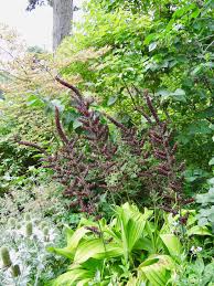 Image result for Uvariastrum