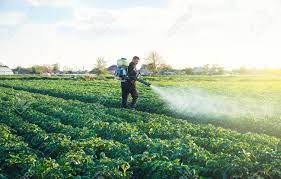 A Farmer Sprays A Solution Of Copper Sulfate On Plants Of Potato Stock Photo Picture And Royalty Free Image Image 146237126