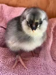 I referred to it often. Blue Ameraucana Pullet Chickens