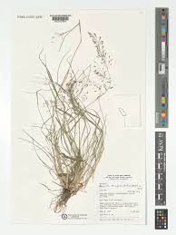 Image result for Eragrostis tenuifolia