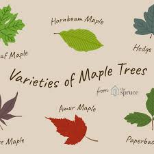 13 Beautiful Species Of Maple Trees