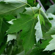 Silver Maple Tree Care Growing Silver Maple Trees In The Landscape Maple Tree Varieties Maple Trees Types Silver Maple Tree