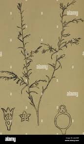 Image result for Thesium singulare